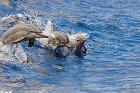 Dolphin Watching & Snorkeling Half-Day Tour with Lunch & Beverage | Oahu, Hawaii