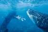 ว่ายน้ำกับฉลามวาฬที่อ่อนโยนและสง่างาม