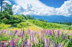 Nantou, Taiwan | Hehuan Mountain Wuling Sea of Clouds & Fushoushan Mountain Flower Viewing & Fruit Picking Day Tour | Departing from Taichung City