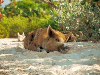 Koh Samui Island Hopping & Snorkeling Tour: Coral & Pigs Islands – Day Tour (by TripGuru)