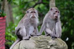 Monkey Forest Ubud Tickets, S$ 5.06