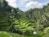 rice-terraces-2852531_1280.jpg