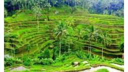 3D/2N Bali the Iconic Destination - Ubud, Tegallalang, GWK by Nusa Dua Bali Tours & Travel, Rp 1.615.000