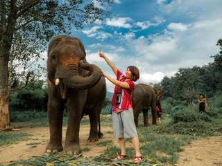 ทัวร์สวนอนุรักษ์ช้างเคอร์ชอร์ เชียงใหม่ (รวมบริการรถรับส่ง)