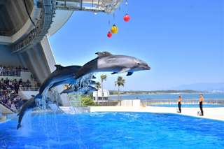 Vé thủy cung Marine World Uminonakamichi Fukuoka
