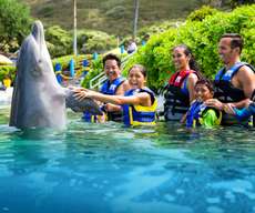 บัตรเข้า Sea Life Park พร้อมสัมผัสโลมาอย่างใกล้ชิด | ฮาวาย