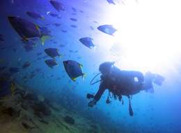 Gold Coast Introductory Scuba Diving Experience	