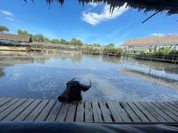 Suphan Buri Day Tour from BKK: Buffalo Village, 100 Years Market & Celestial Dragon Village, USD 57.58