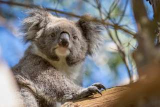 Phillip Island Koala Reserve & Penguin Parade Tour - 9.5 Hours