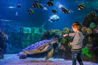 SEA LIFE Timmendorfer Strand Aquarium Ticket
