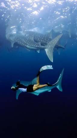 Whale shark, Saleh Bay, Sumbawa 3D2N, USD 418.08