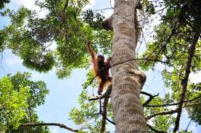 Tour Orangutan Bukit Lawang