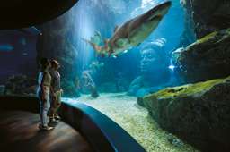 COMBO: SEA LIFE Bangkok Ocean World + Madame Tussauds Bangkok, USD 31.66