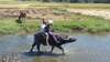Experience a water buffalo ride among rice fields