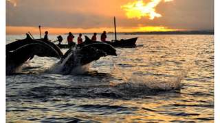 One Day Tur Lovina Bali by Tiket Penida, Rp 800.000