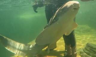 Snorkel with Zebra Sharks and Shallow Water Experience