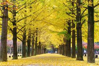Nami Island Shuttle Bus Transfers from Seoul with Lotte Duty Free Discount Voucher, AU$35