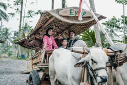 Pedati Oxcart Ride, Rp 318.750