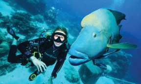 [Eco Tour] Agincourt & Opal Reef Diving & Snorkeling Tour | Queensland