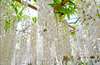 Stroll through a white wisteria tunnel