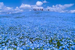 Tokyo Flower Viewing Day Tour: Hitachi Seaside Park and Ashikaga Flower Park｜Japan