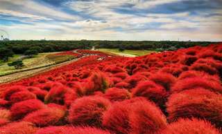 Tokyo Flower Viewing Day Tour: Hitachi Seaside Park and Ashikaga Flower Park｜Japan, S$ 111.76