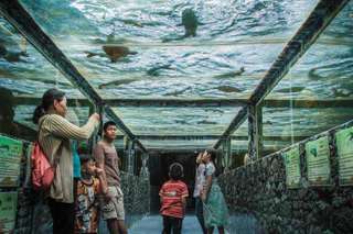 Monster Aquarium Ticket | Pattaya