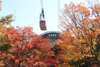 See the cosy autumn view on the Beppu Ropeway