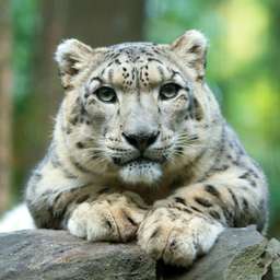 Central Park Zoo, SGD 29