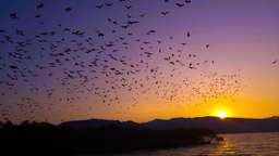 Flying Fox (Kalong Island) Sunset Cruise Private Boat Charter Labuan Bajo, USD 33.83