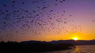 Sunset Private Boat Tour Kalong Island Labuan Bajo - 3 Hours