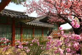 Cherry Blossom Tour from Seoul