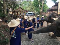 เที่ยวค่ายช้างฮัก (HUG Elephant Conservation Camp) และเยี่ยมชมหมู่บ้านชาวกะเหรี่ยง - ทัวร์ครึ่งวัน (โดย CM Paradise Tour), THB 1,538.46