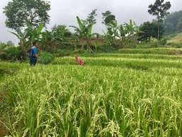 Private Family Walk in Cigobang Village Sentul - 2 Hours, VND 197.842