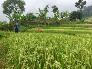 Private Family Walk di Desa Cigobang Sentul - 2 Jam, Rp 225.000