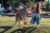 Feed cute kangaroos by hand