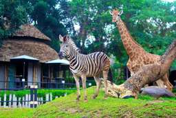 Hua-Hin: Safari & Adventure Park Admission Ticket | Thailand, Rp 363.415