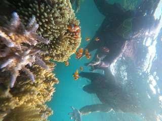 Paket Snorkling Satu Hari by PusatKarimunjawa, Rp 280.000