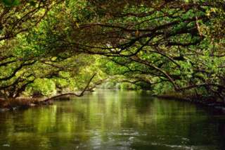 Tainan Sicao Taijiang Sightseeing Cruise｜Green Tunnel・Taijiang Route Ticket