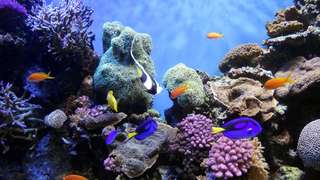 Tour pulau Bunaken 3 kali snorkeling termasuk makan siang dan antar jemput hotel, Rp 1.700.000
