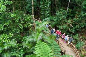 Daintree Rainforest & Cape Tribulation Full Day Tour from Cairns