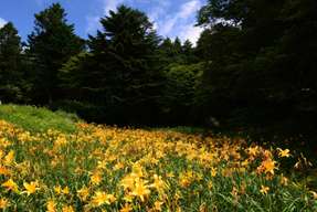 [Instant Reservation Confirmation] Rokko Alpine Botanical Garden | Hyogo, Kobe