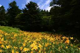 [Instant Reservation Confirmation] Rokko Alpine Botanical Garden | Hyogo, Kobe, Rp 83.809