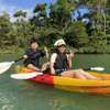 Discover the beauty and unique fauna of the mangrove forest