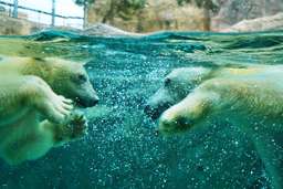 Asahiyama Zoo & Furano Biei & Blue Pond | Hokkaido Bus Tour (Sapporo Departure) | Japan, ₱ 3,258.61