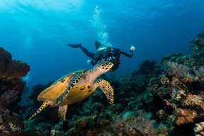 Mataking, Timba-Timba & Pom-Pom Islands Snorkeling/Scuba Diving Day Trip | Semporna, Sabah