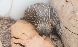 Alice Springs Desert Park Tickets 5