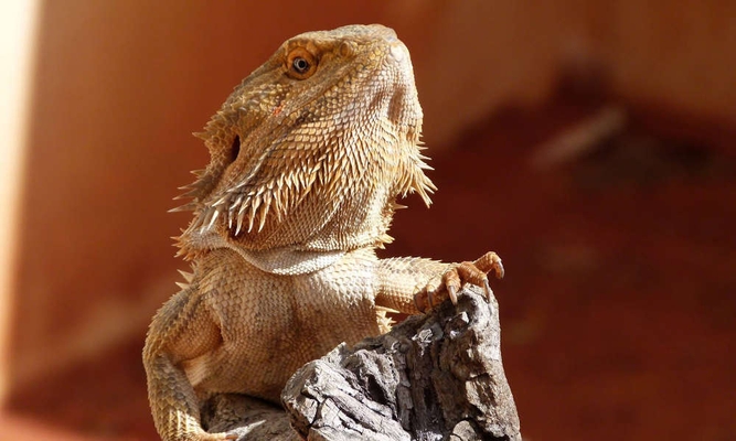 Alice Springs Desert Park Tickets 1