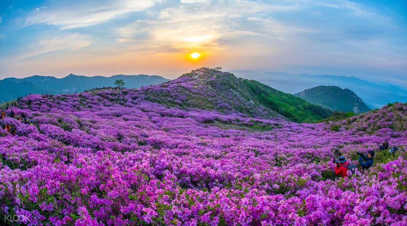 hwangmaesan-royal-azalea-festival-tour-from-busan-2023