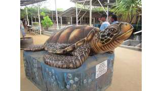 TURTLE ISLAND & SNORKLING (1.5 HOUR/ 2 PAX), ₱ 4,906.38